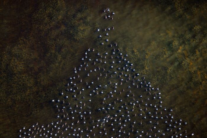 Aerial view of a large flock of birds in shallow water, showcasing nature's beauty in mangrove photography awards.