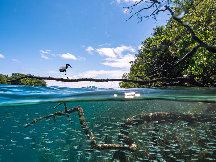 Mangrove photography showing a bird on a branch above clear water teeming with small fish and underwater roots.
