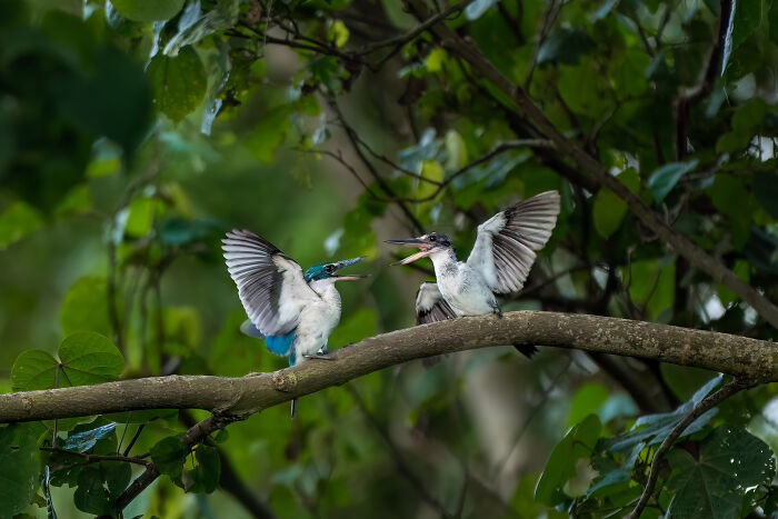 Two kingfishers interacting on a branch surrounded by lush leaves in a mangrove, showcasing spectacular mangrove photography.