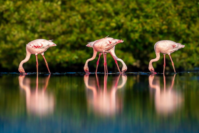 Three flamingos feeding in shallow water with vibrant green mangrove background, captured in mangrove photography awards.