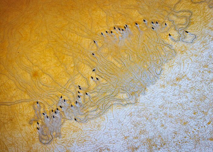 Aerial view of a mangrove area with dark birds scattered on patterned golden mudflats, highlighting mangrove photography.