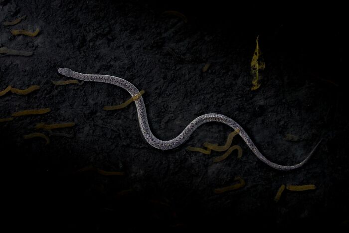 Snake slithering through dark muddy ground with yellow worm-like creatures in a mangrove photography awards image.