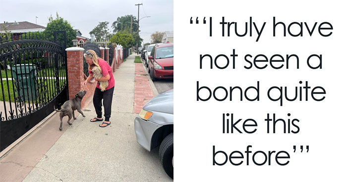 Stray Pups Refuse To Be Rescued Separately, Melt Hearts With Their Love And Loyalty For One Another