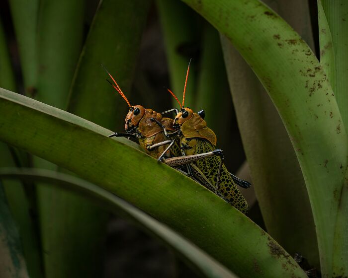 Two grasshoppers with orange antennae on green plant stems, highlighting nature at the brink of collapse. - 5
