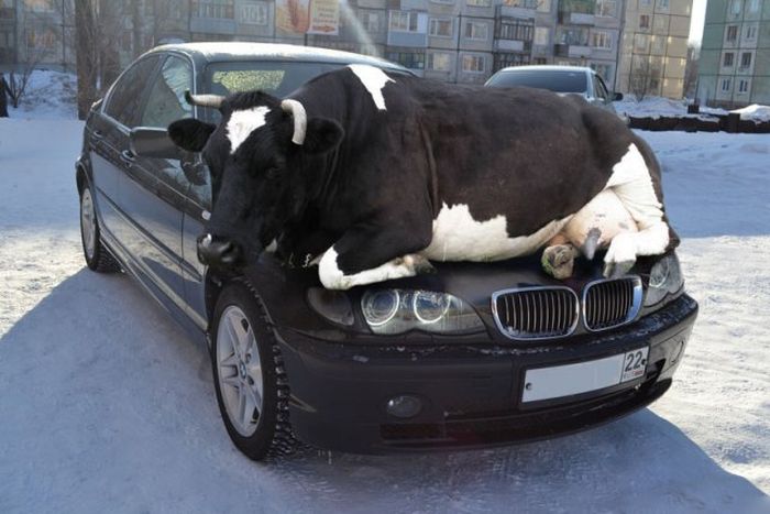 Cow awkwardly lying on the hood of a black car in a snowy urban area, creating an awkward photo moment.