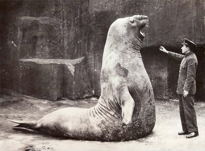 Rare historical photograph showing a large sea lion interacting with a uniformed man in an old black and white image.