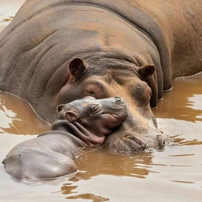 Mother and baby hippo sharing an adorable animal moment while resting together in muddy water.