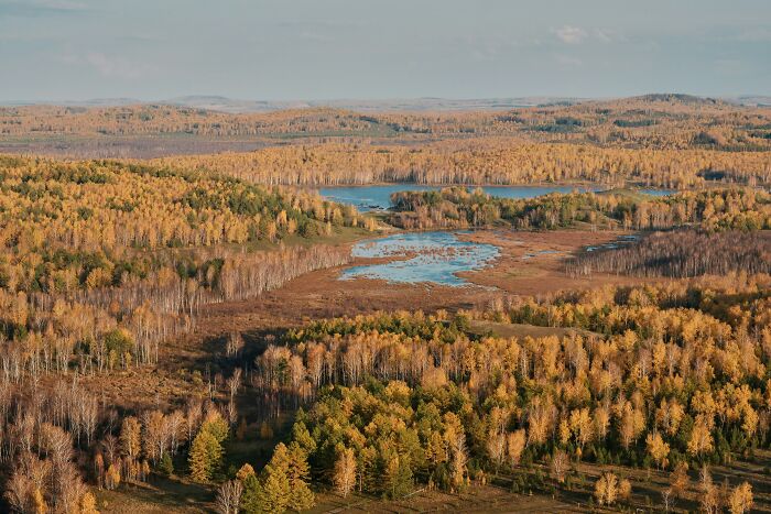 Aerial view of autumn forest landscape with lakes, showing aftermath of catastrophic wildfires in recent history.