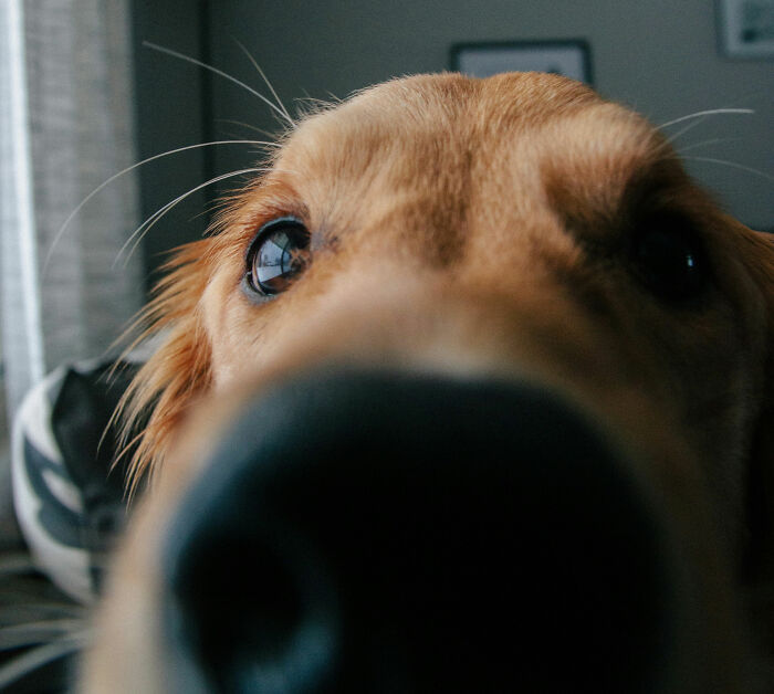 These 40 Sneaky Pets Knew Exactly What They Were Doing, And It’s Equal Parts Genius And Evil