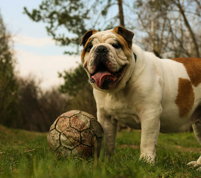 These 40 Sneaky Pets Knew Exactly What They Were Doing, And It’s Equal Parts Genius And Evil