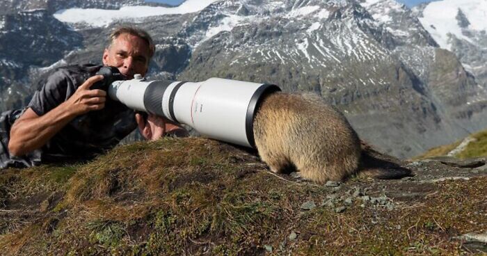 35 Fotógrafos de la naturaleza siendo «emboscados» de forma adorable por los animales que intentaban retratar