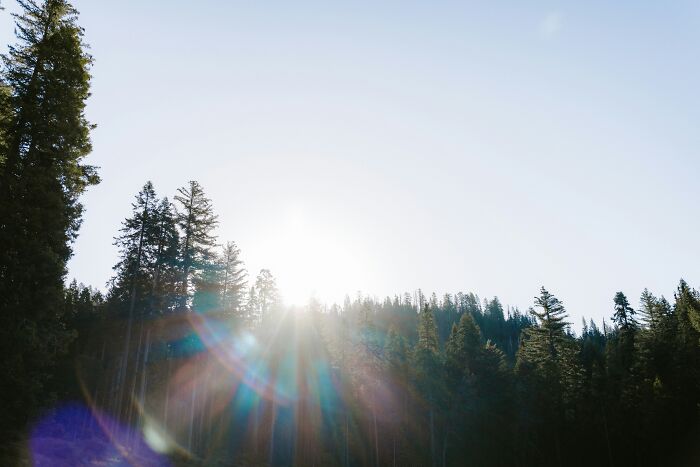 Sunlight rising over a forest, symbolizing the surprising benefits of working overnight for night shift workers. - 11