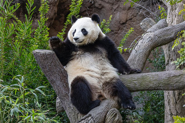 Panda sitting on a tree branch surrounded by greenery, illustrating the biological illusion of their danger level.