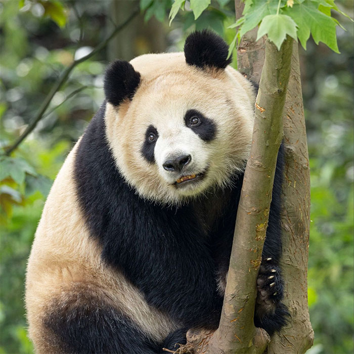 Close-up of a giant panda in a tree, illustrating the biological illusion that makes pandas appear less dangerous.