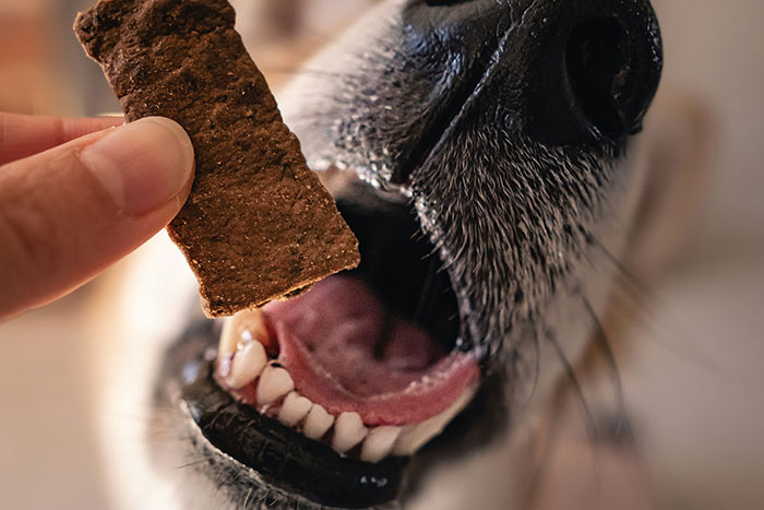 Close-up of dog&rsquo;s snout and open mouth reaching for a treat, illustrating dog accident and ruined jacket context.