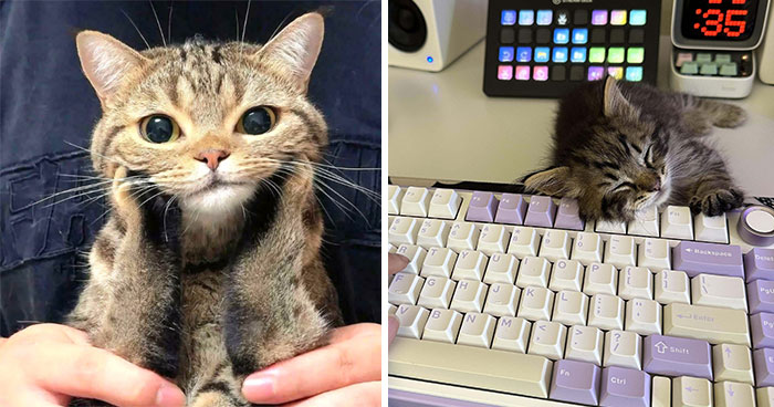 People Can’t Handle The Cuteness Of Their Cats And Share 50 Adorable Pics