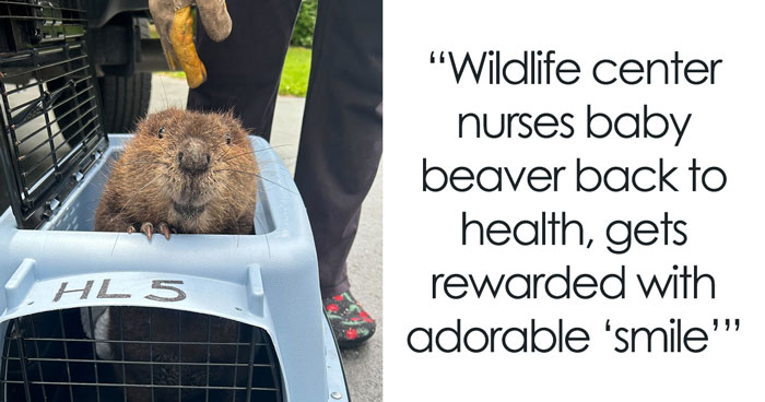 Adorable Baby Beaver Smiles After Being Rescued, Melts All The Hearts Online And In Real Life