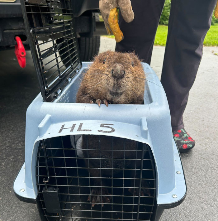 Baby beaver peeking out of a pet carrier, showing a grateful smile after rescue by a wildlife center.