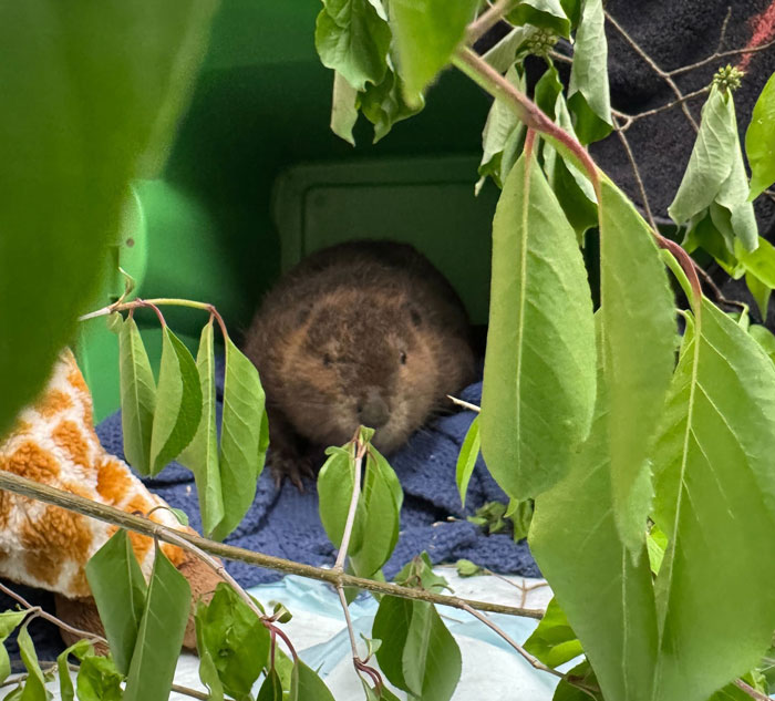 Baby beaver resting peacefully surrounded by green leaves after being rescued by a wildlife center.