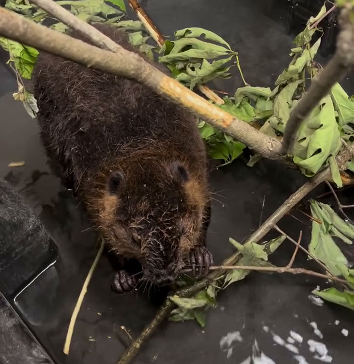 Baby beaver in water holding a branch, showing a grateful expression after rescue by wildlife center.