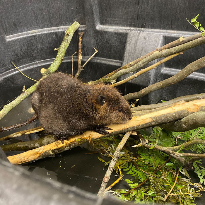 Baby beaver resting on branches inside enclosure at wildlife center after rescue, showing a grateful and heartwarming moment.