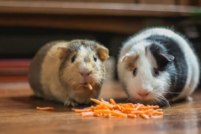 Two guinea pigs eating shredded carrots on a wooden floor, illustrating neighbor won&rsquo;t babysit undisciplined kid story.