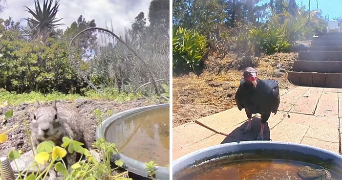Woman Sets Up A Camera At A Backyard Water Fountain, Discovers Who Comes To Visit (26 New Pics)