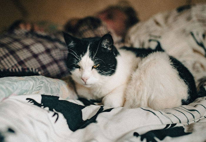 Black and white cat resting on a bed with blurred background showing a person, best friend saw girlfriend another man concept.