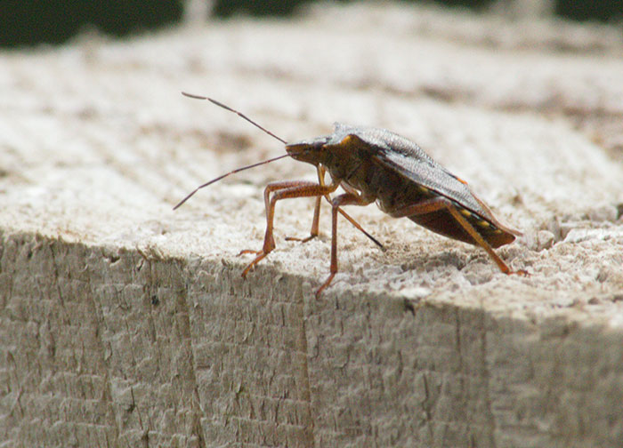 “Just Gross To Me”: 50 People Share Red Flags That They Always Look Out For In People's Homes