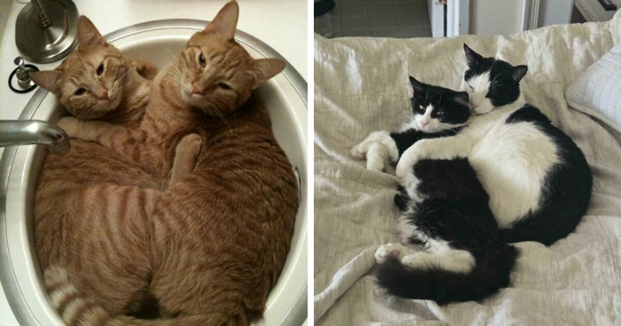41 Adorable Pairs Of Animals Whose Bond Melted Online Hearts