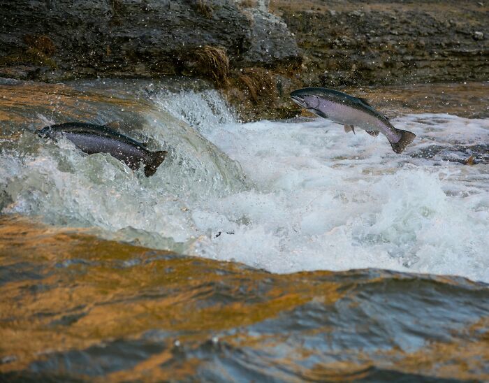 Salmon jumping upstream in turbulent water, symbolizing challenges and things on the brink of collapse. - 9