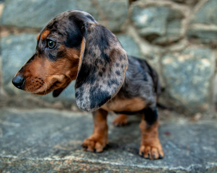 Dachshund dog with long ears standing on stone surface, highlighting the story of woman shaving her dog for bride's wishes. - 1
