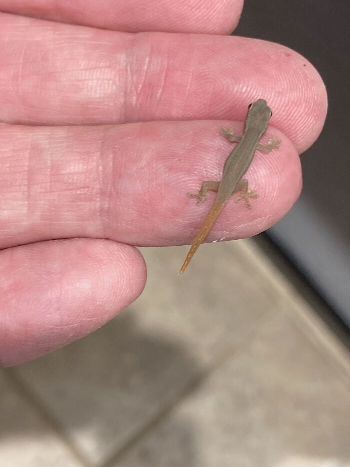Baby Cameroon Gecko I Hatched From An Egg