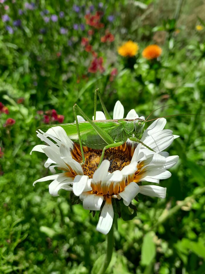 Cape Daisy With A Bush-Cricket