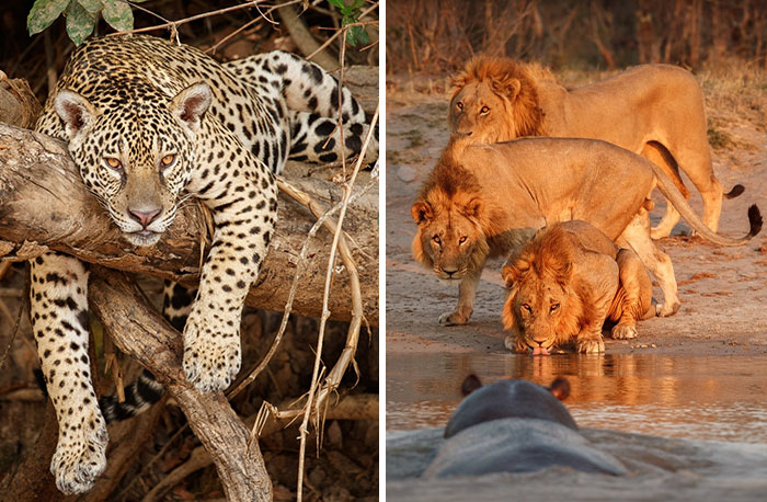 33 Unbelievable Photos Of Wild Animals In Their Natural Habitat