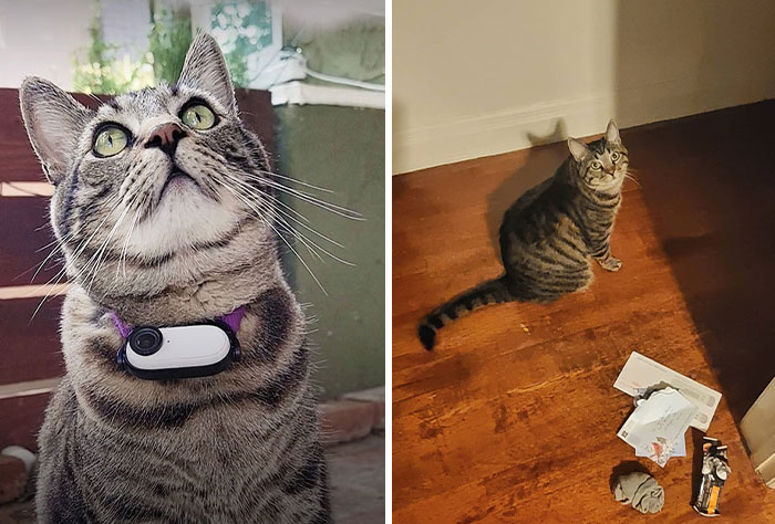 Man Built A Cat Cam To Track His Pet, What It Captured Is Pure Gold