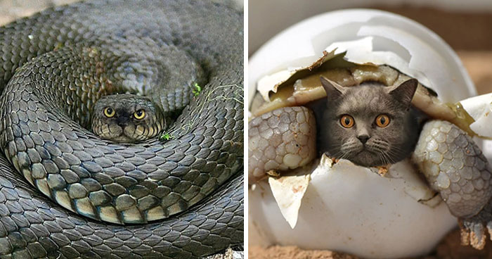 43 New Images Of A World Where Everything Has A Cat’s Face By ‘Cat Universe’