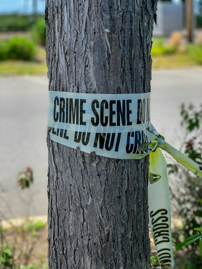 Crime scene tape wrapped around a tree, hinting at weird and terrifying details uncovered by people who deal with dead bodies.