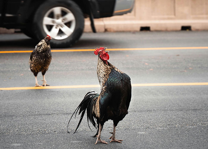 Florida woman confronts driver in a road scene with rooster and hen crossing asphalt street to avenge chicken incident - 16