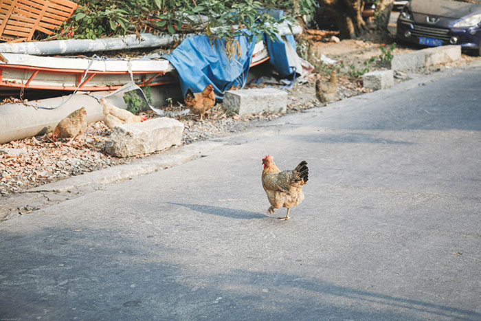 Chicken crossing a rural road near debris and parked cars, illustrating Florida woman attacking driver who ran over chicken. - 6