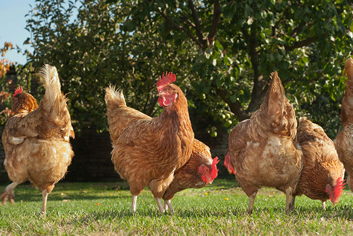 Group of chickens pecking grass in a yard, related to Florida woman attacking driver who ran over chicken story. - 1