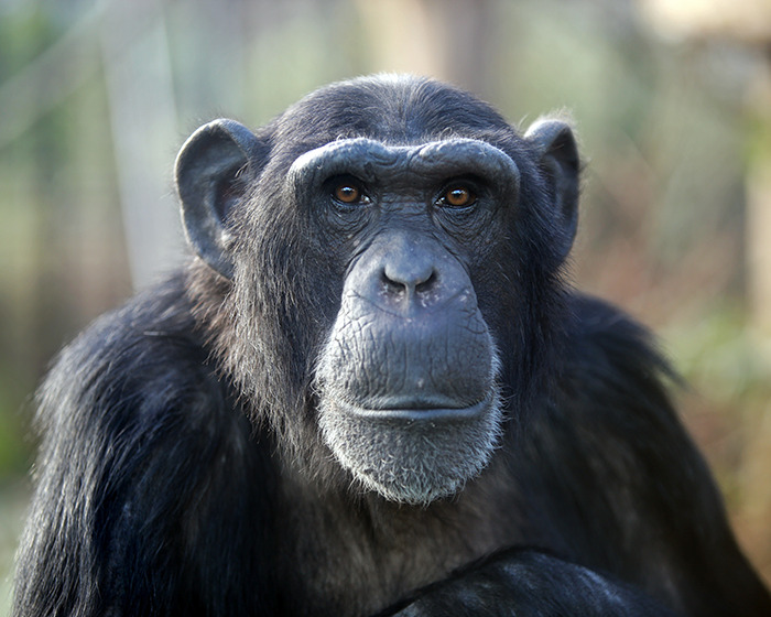 "That's Metal ASF": Ozzy Osbourne Teams Up With Chimps To Create Abstract Art For A Noble Cause