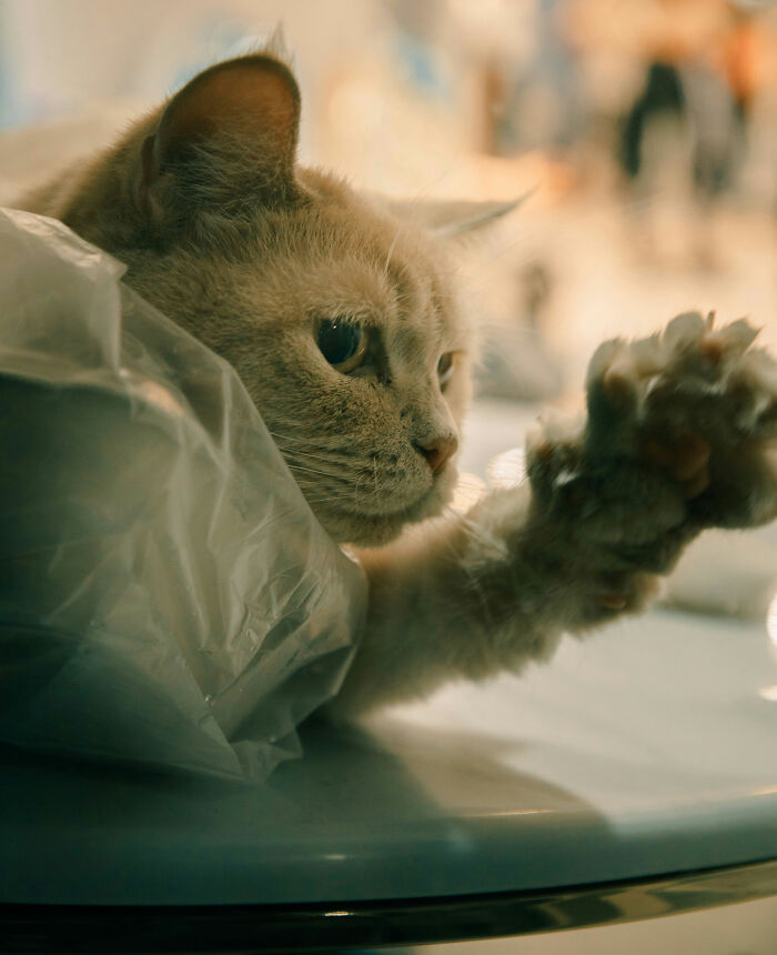 These 40 Sneaky Pets Knew Exactly What They Were Doing, And It’s Equal Parts Genius And Evil