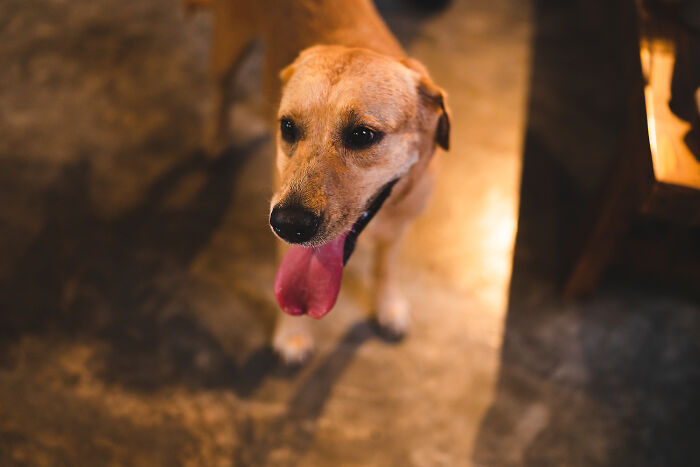 Golden dog with tongue out in a dimly lit indoor space, evoking a sense of eerie or creepy atmosphere.