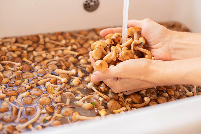 Hands washing fresh mushrooms under running water in a sink, illustrating washing chicken cooking myth debunking concept.