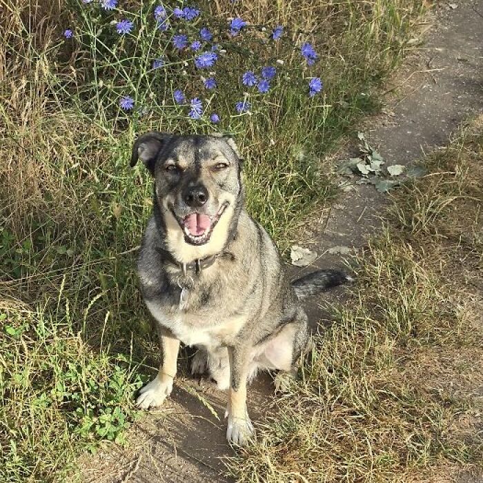 Hey Pandas, Share A Photo Of Your Dog Smiling