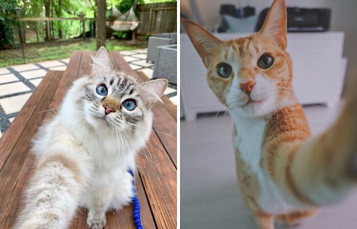 While You’re Away, Your Cat’s Taking Selfies (10 Pics)