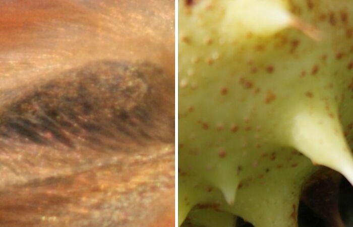 Hey Pandas, Zoom In On A Photo You Took And Let Us Guess What It Is (Closed)