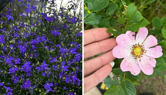 Hey Pandas, Share The Last Plant Photo From Your Camera Roll