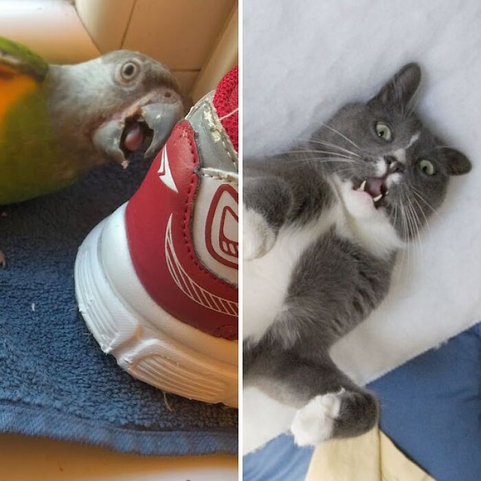 Hey Pandas, Share Your Pet’s Most Dramatic Moment Caught On Camera (Closed)